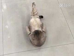 Cười vỡ bụng clip mèo béo tập gập bụng