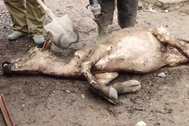Clip: Trâu bò Sa Pa chết rét bị xẻ thịt ven đường