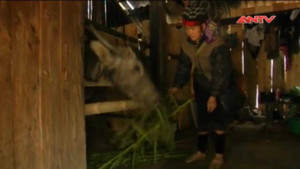 Clip: Người Sa Pa đưa trâu vào nhà ngủ cùng