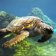 Khám phá ít biết về loài rùa