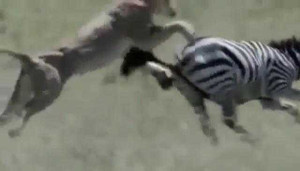 Clip: Ngựa vằn tung cú đá hậu trời giáng lật hàm sư tử