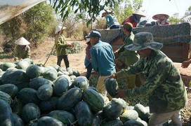 Tận cùng nỗi khổ của người trồng dưa hấu mất mùa vẫn bị bảo kê thu phí