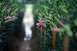 Loài hoa nhất định không được dùng trên bàn thờ trong ngày Tết