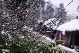 Cận cảnh những cành đào rừng bạc triệu từ miền núi về xuôi