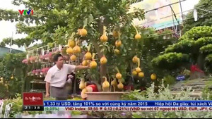 Cây bưởi Diễn chơi Tết giá 23 triệu đồng