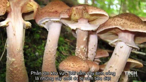 Video: Nấm sát thủ - sinh vật lớn nhất thế giới