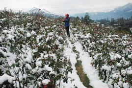 Rét lạnh đi vào lịch sử ở miền Bắc: Những con số biết rơi nước mắt