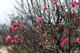 Chuyên gia hướng dẫn cách chọn đào đẹp mê ly chơi Tết