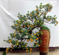 Cận cảnh quất bonsai thế siêu độc giá siêu đắt