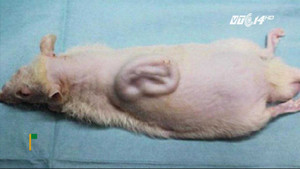 Video: Tạo thành công tai người trên lưng chuột từ tế bào gốc