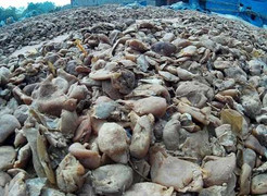 Mứt Tết trộn hóa chất, bùn đất vào thẳng dạ dày người tiêu dùng