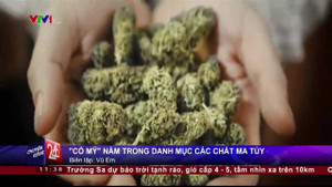 Chính thức đưa 'cỏ Mỹ' vào danh mục các chất ma túy