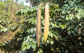 Cây vườn nhà chữa được ung thư mà bạn không biết