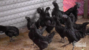 Cận cảnh giống gà 50 triệu đồng/con