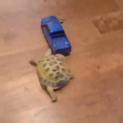 Cười vỡ bụng clip rùa chạy đua với… ôtô