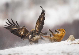 Video: Đại bàng vàng truy sát, kết liễu đời cáo