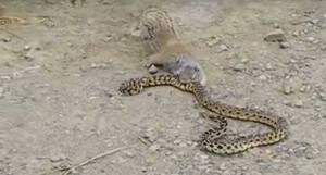 Sóc gặm đuôi, quyết không buông tha rắn