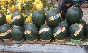 Dưa khổng lồ đổ bộ về Hà Nội ngày cận Tết