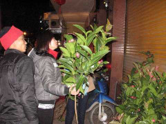 Bẻ cành hái lộc sau giao thừa có thật sự mang lộc về nhà?