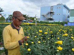 Càng cận Tết càng ế ẩm, người bán cây hoa cảnh như 'ngồi trên lửa'