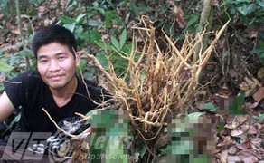 Những câu chuyện buồn chưa biết về sâm quý ở Việt Nam
