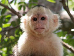 Ngắm những chú khỉ độc đáo, đáng yêu ngày đầu năm mới