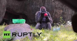 Chuyện thú vị về chú khỉ sống thọ nhất trên thế giới