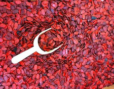 Công dụng thần kỳ của hạt dưa