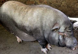 Chuyện lợn đeo gông khổng lồ đón tết của người Mông