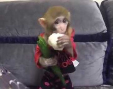 Clip: Khỉ con bỏm bẻm nhai rau cực đáng yêu