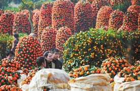 Những loại hoa quả Tết mang may mắn đến cả năm