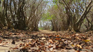 'Dị nhân' giữa rừng và chuyện ngôi miếu thiêng trong rừng Rú Chá