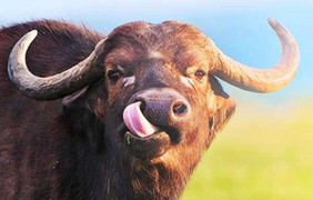 Những con giáp được cho là phát tài trong tháng 2