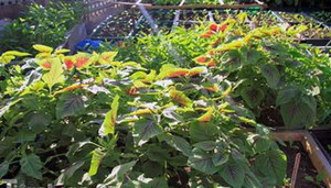 Ngắm vườn rau mỡ màng trên đảo Trường Sa