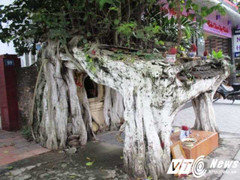 Chuyện cây bồ đề huyền bí có '4 chân' ở đất cố đô