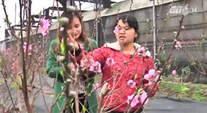 Cách giữ đào, quất cho năm sau