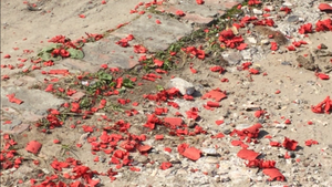 Pháo vẫn nổ ở Hải Phòng?