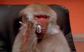 Cười đau ruột clip biểu cảm khỉ nghe điện thoại