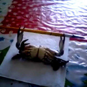 Cười vỡ bụng clip cua tập… nâng tạ