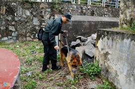 Chuyện cảm động về những chú chó nghiệp vụ