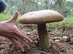 Kỳ dị những cây nấm khổng lồ mọc dưới gốc thanh trà ở Huế