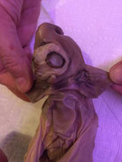 Xác 'quái vật ngoài hành tinh' gây bàng hoàng