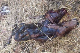 Dân ùn ùn đến xem bê con 2 đầu ở Quảng Nam