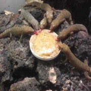 Những video hot nhất trên Facebook ngày 16/2