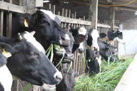 Ông Đinh La Thăng xuống làm việc, nông dân Củ Chi bán được sữa bò