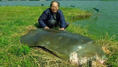Chốt phương án xử lý xác rùa Hồ Gươm