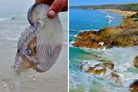 'Thủy quái ngoài hành tinh' bất ngờ xuất hiện ở Úc