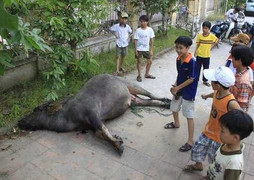 Lạnh gáy những vụ trâu húc chết người