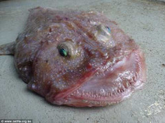 ‘Thủy quái ngoài hành tinh’ kì dị lại tái xuất ở Úc