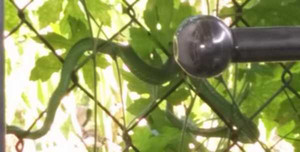 Phát hoảng thấy rắn lục đuôi đỏ đu bên cửa nhà